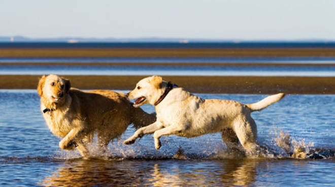 BauBeach, c'è la festa del ventennale per i cani (liberi e felici) al mare! – Oasi Sana